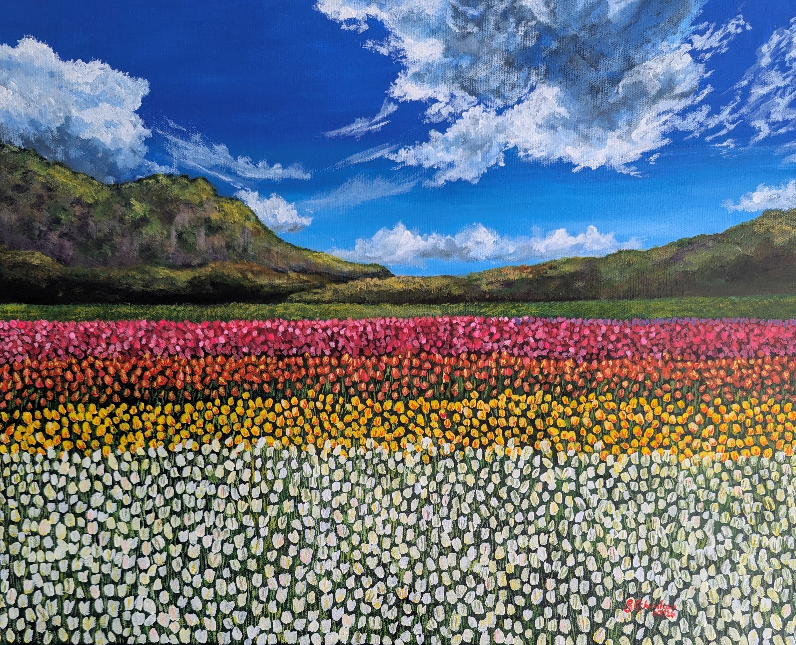 Colourful Field Of Tulips