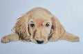Cocker Spaniel Puppy