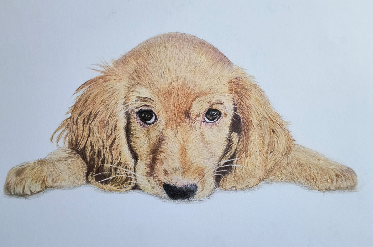 Cocker Spaniel Puppy