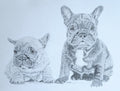 French Bulldogs