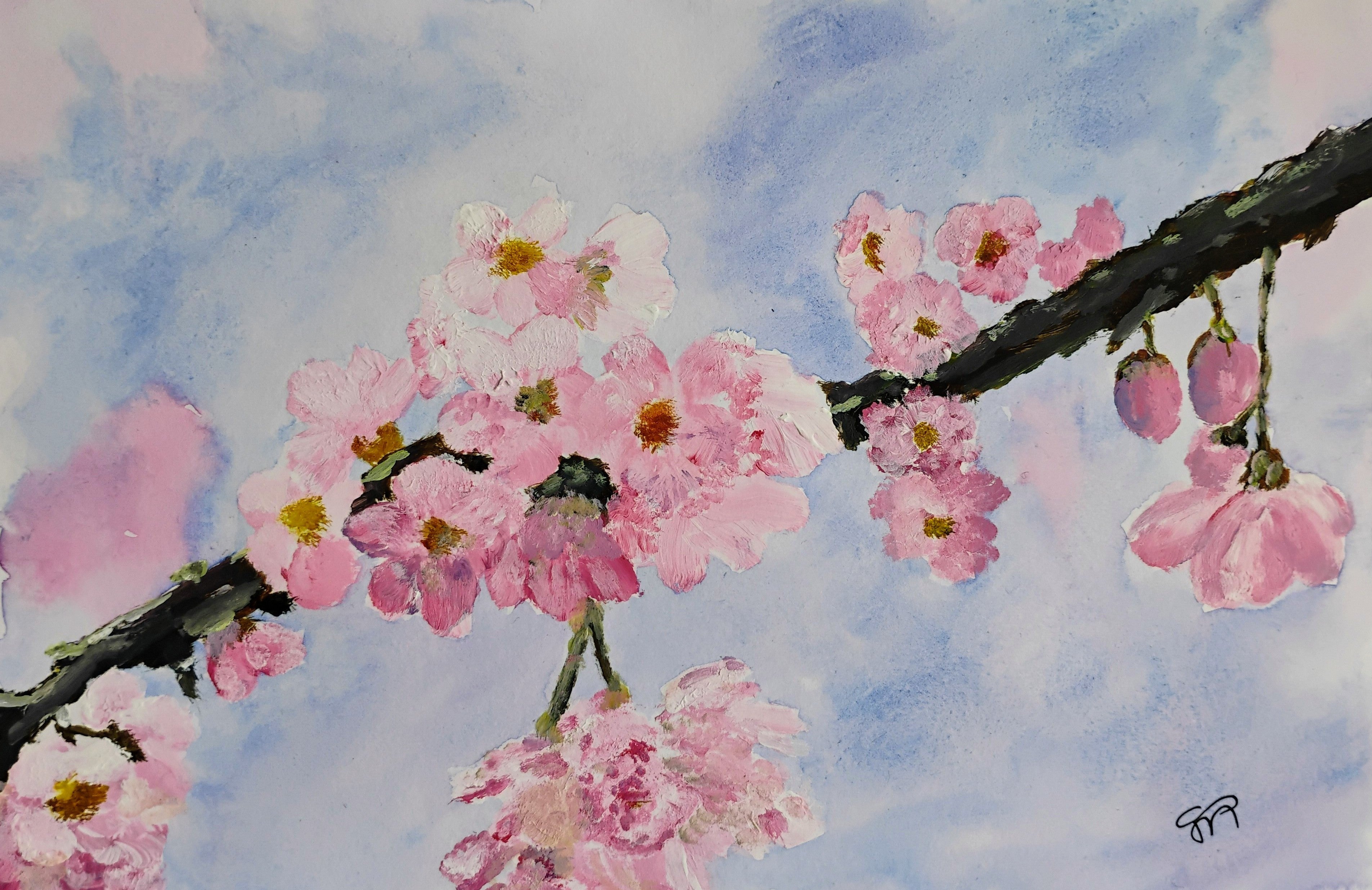 Cherry Blossoms