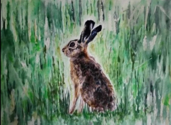 Young Hare