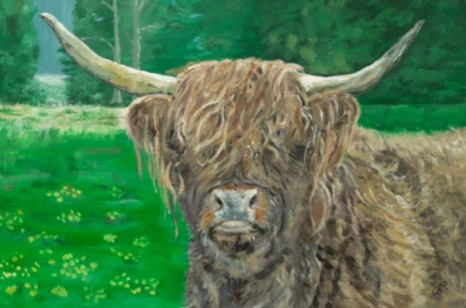 Highland Cow
