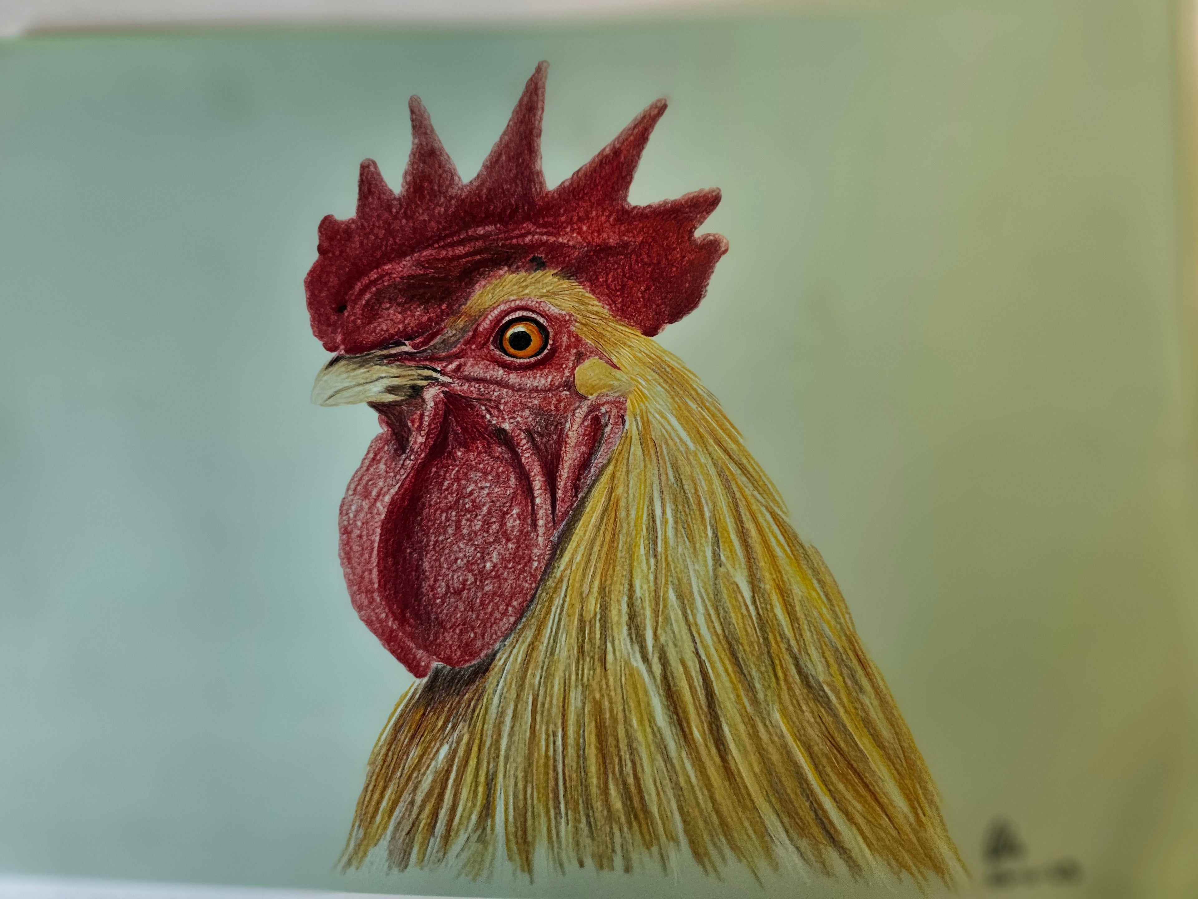 Hello Chook