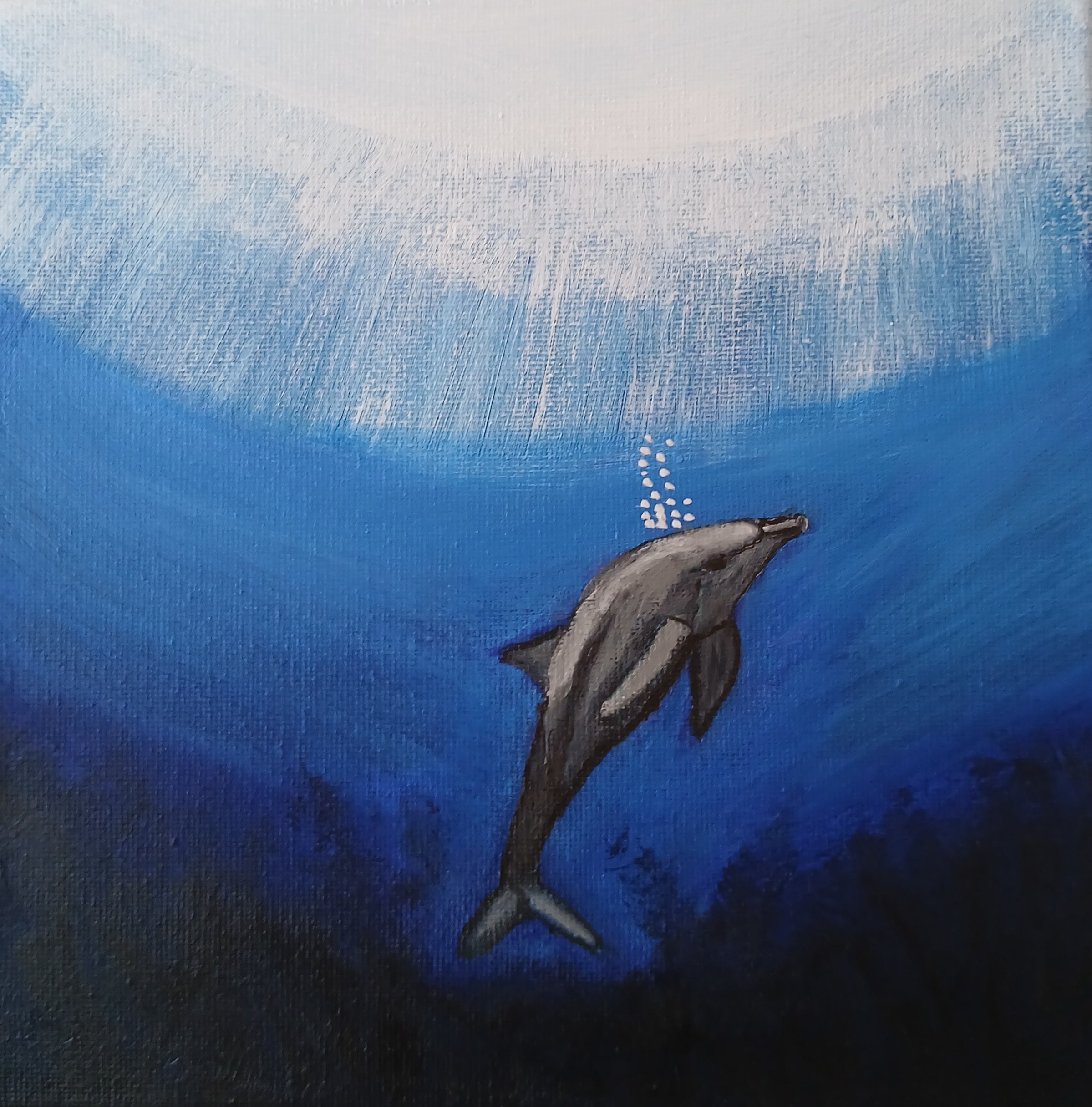 Dolphin blowing bubbles