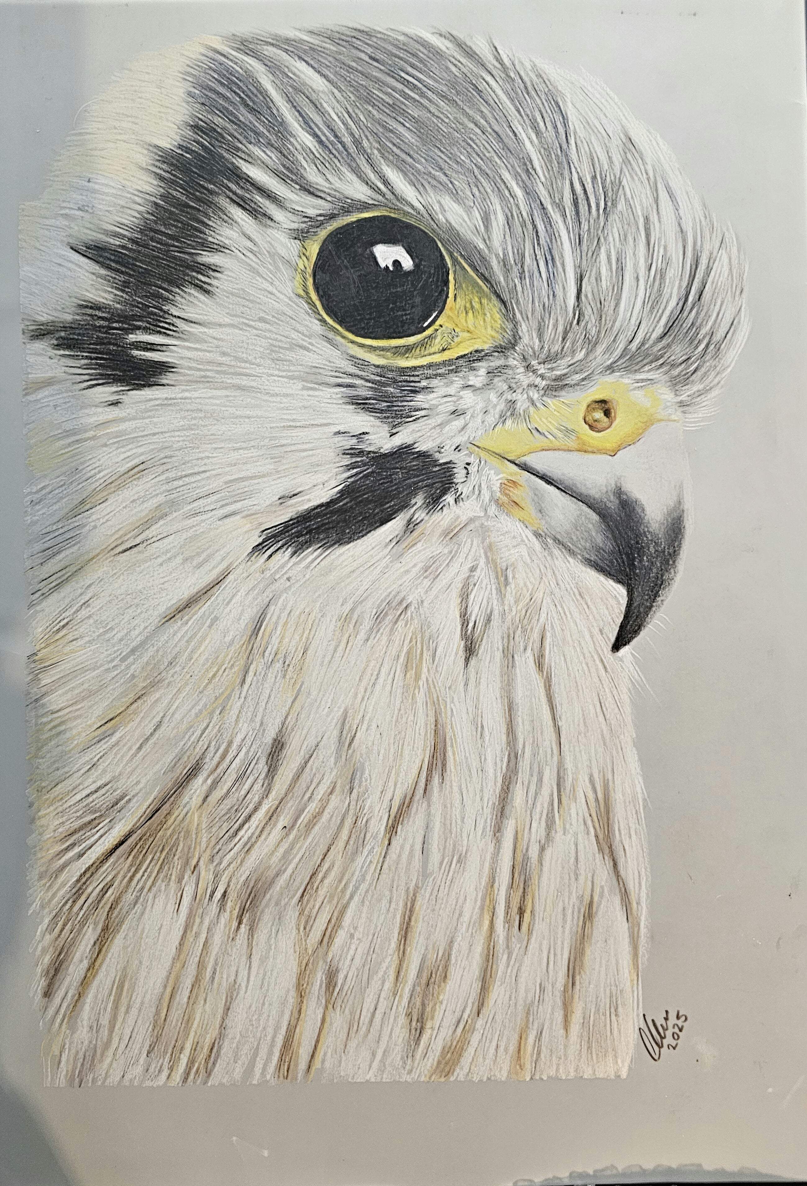 Kestrel