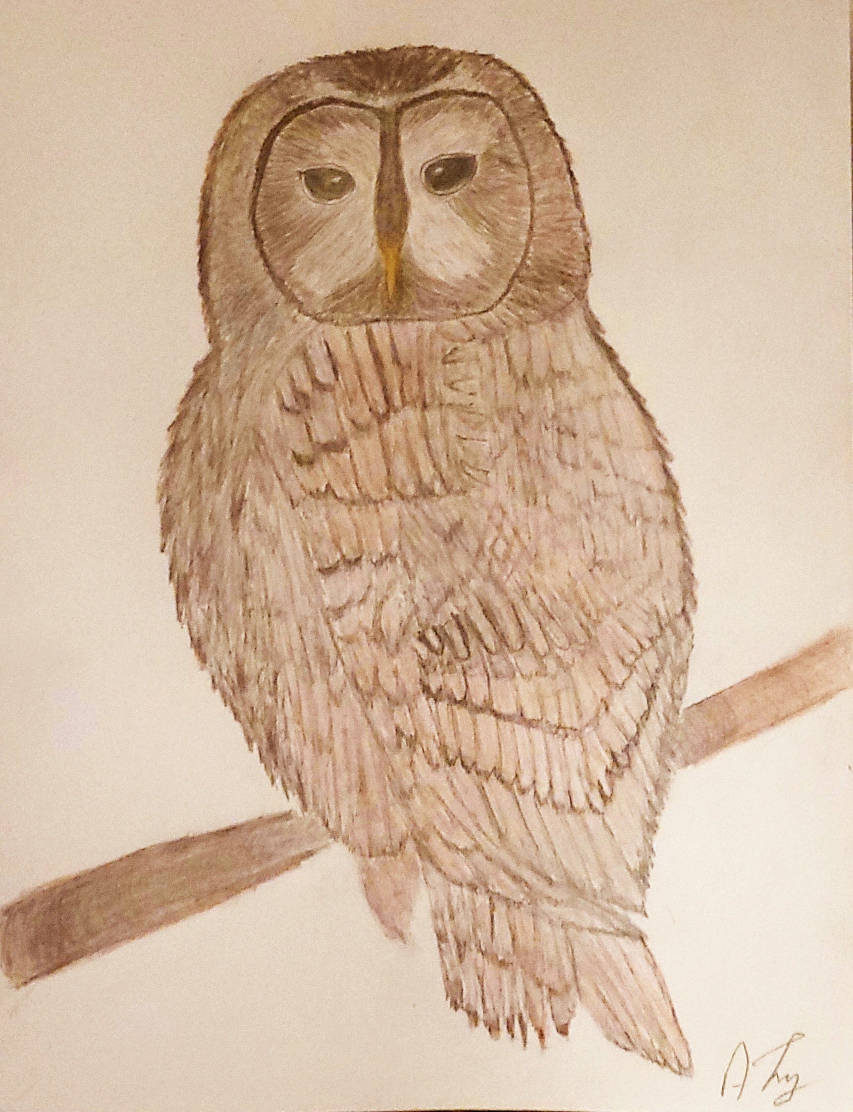 Tawny Owl