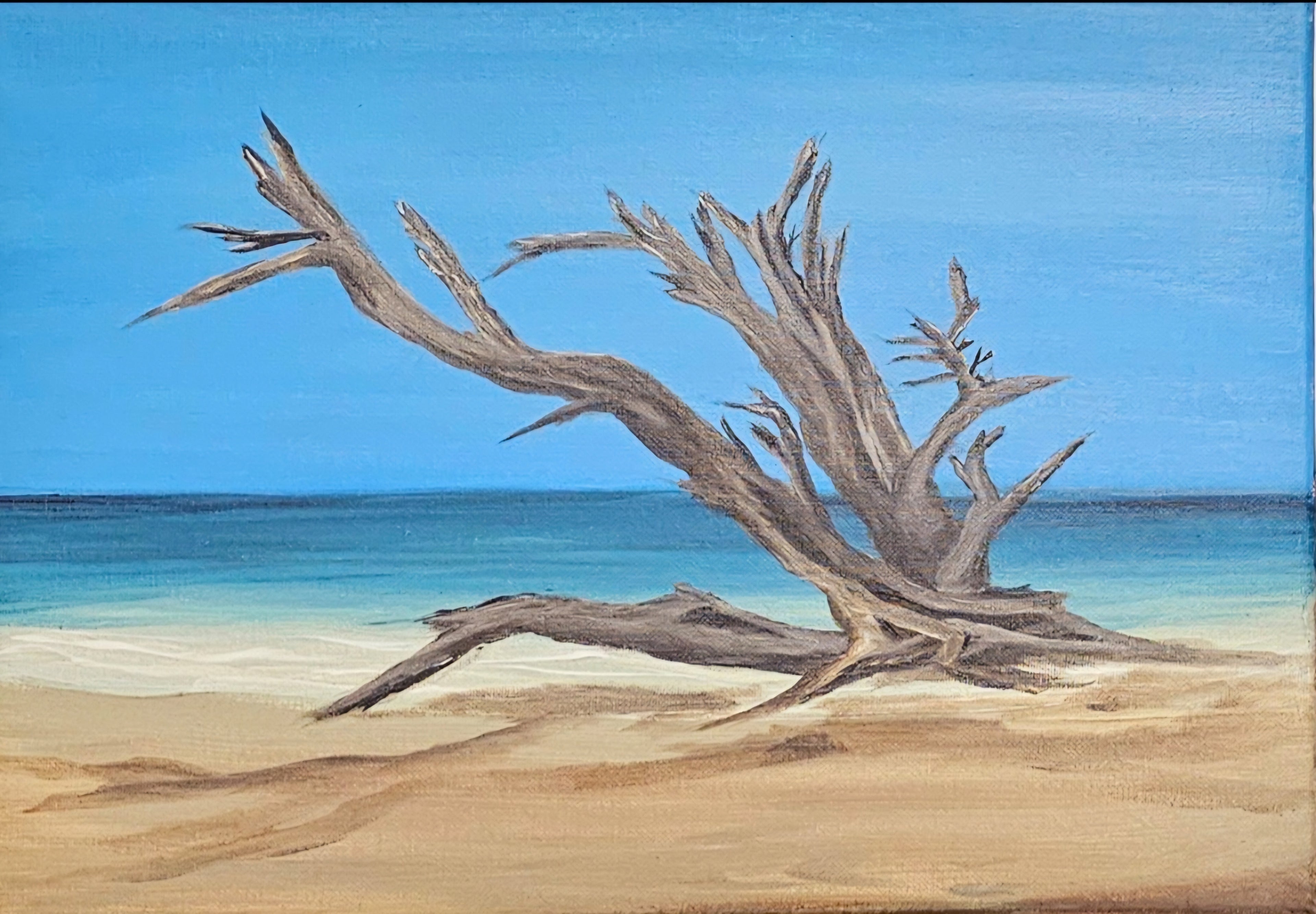 DRIFTWOOD BAY