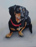 Little Dachshund