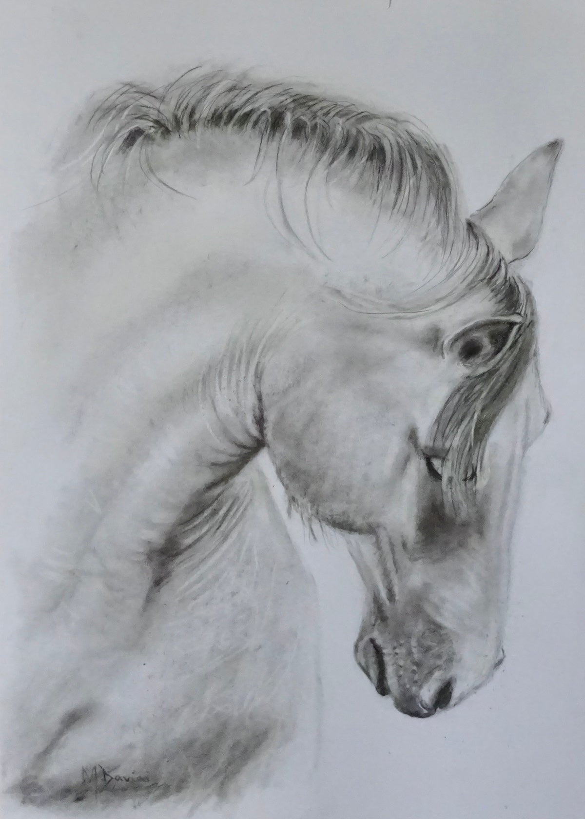Majestic Horse