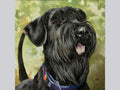 Miniature "Giant schnauzer"