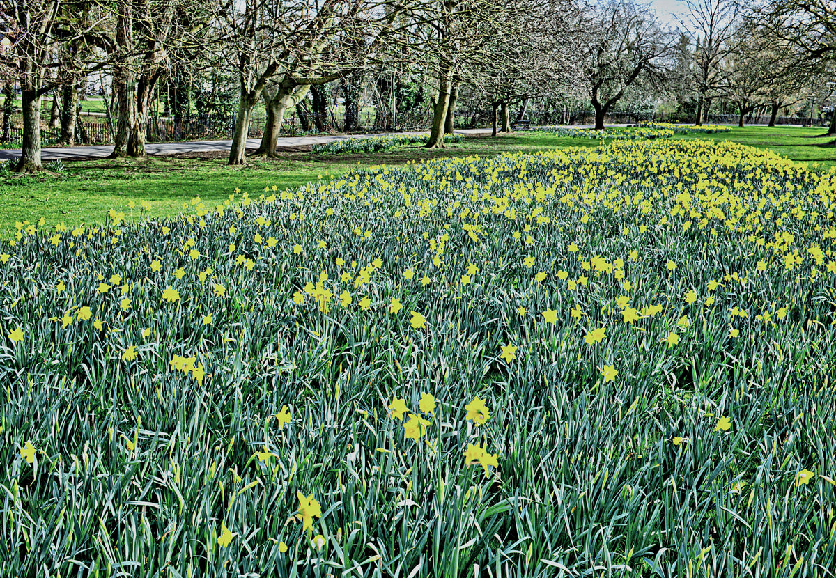 Yellow Springtime Victorian Daffodils