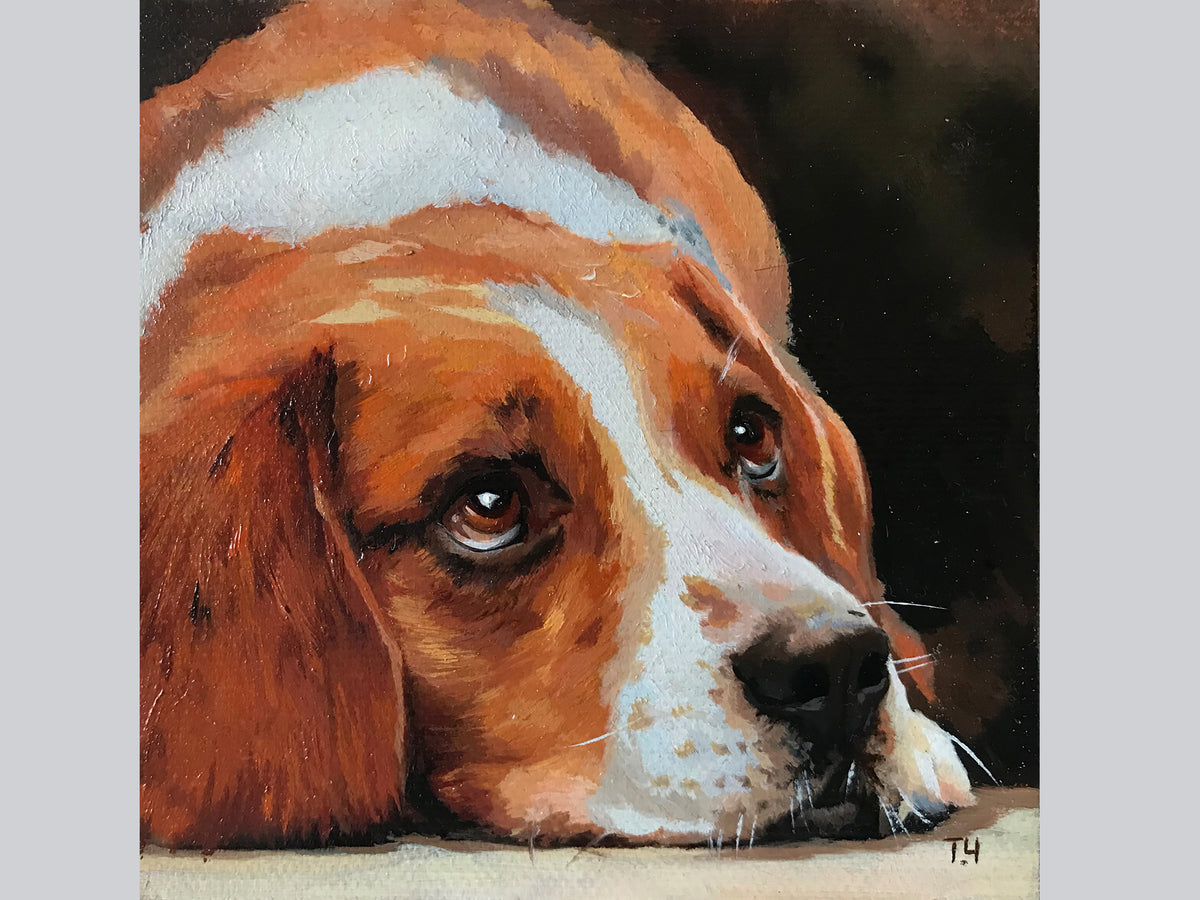 Miniature "Beagle's look"