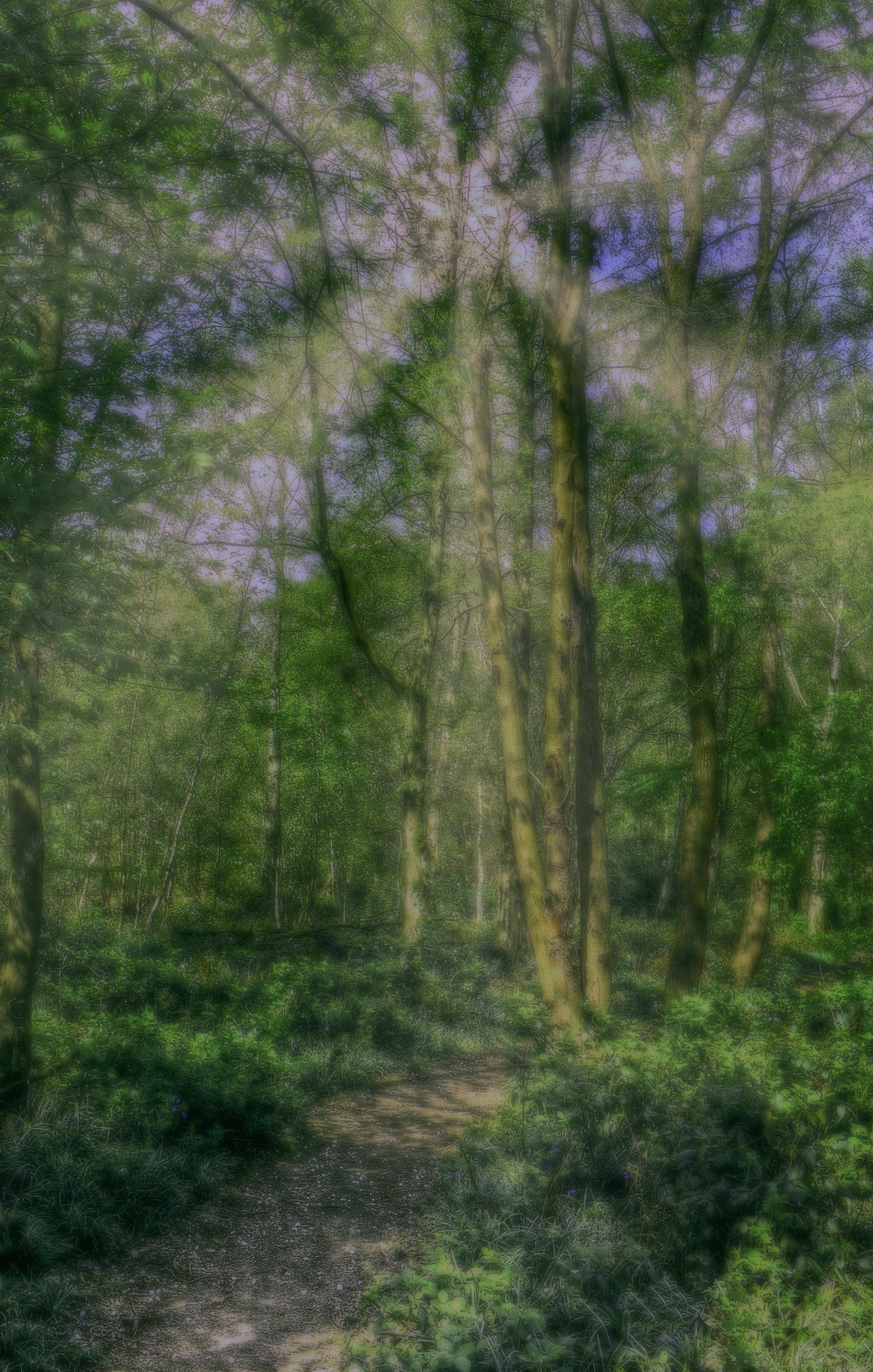 May Sunshine in the woods