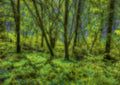 Tranquility in the Woods