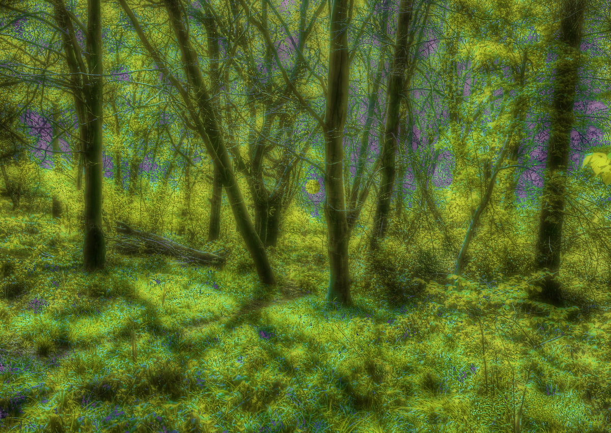 Tranquility in the Woods
