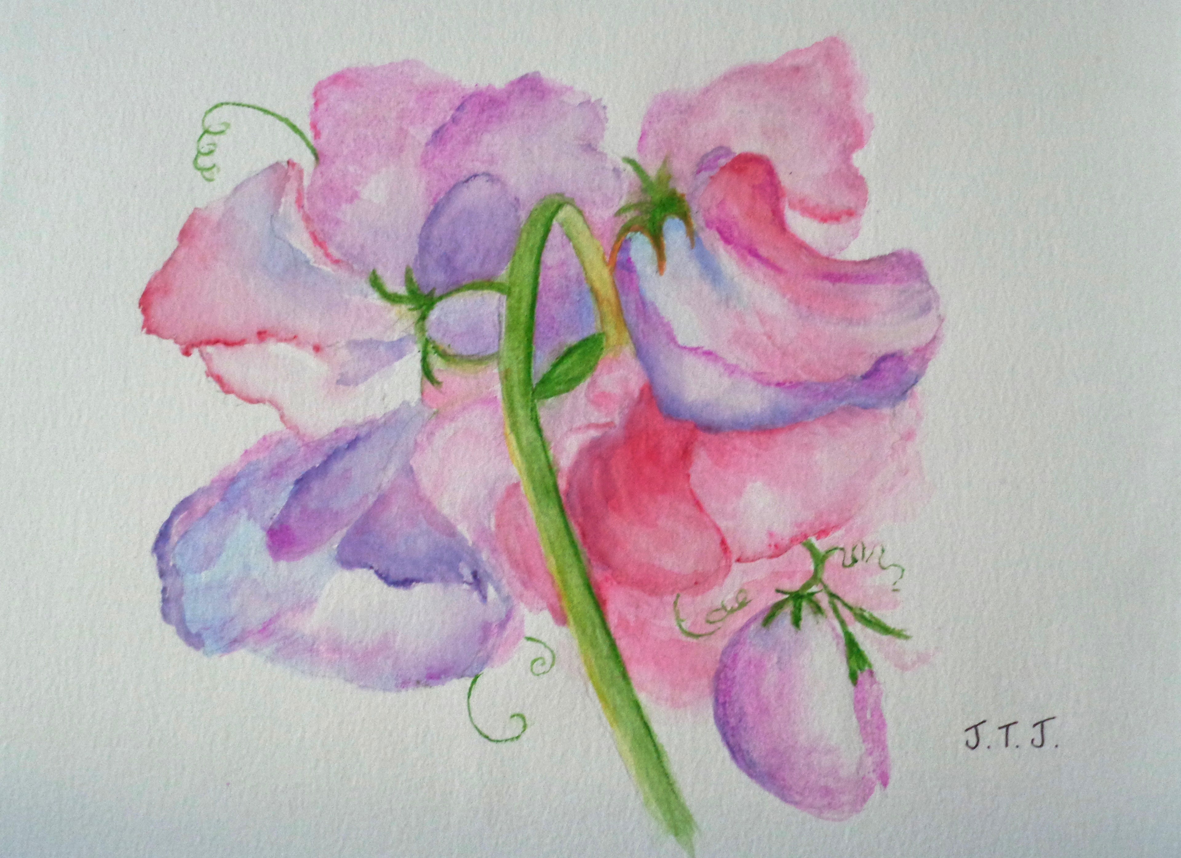 Sweet Peas