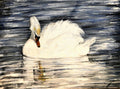Swan at Rest