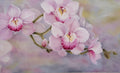 Orchid