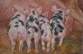 Hungry piglets