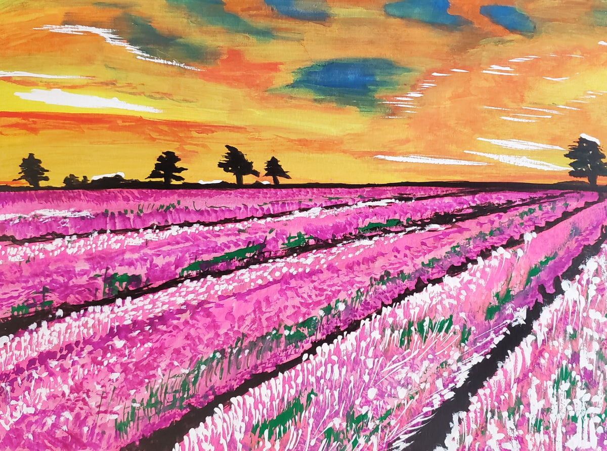 Lavender Fields