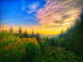 Afan Forest
