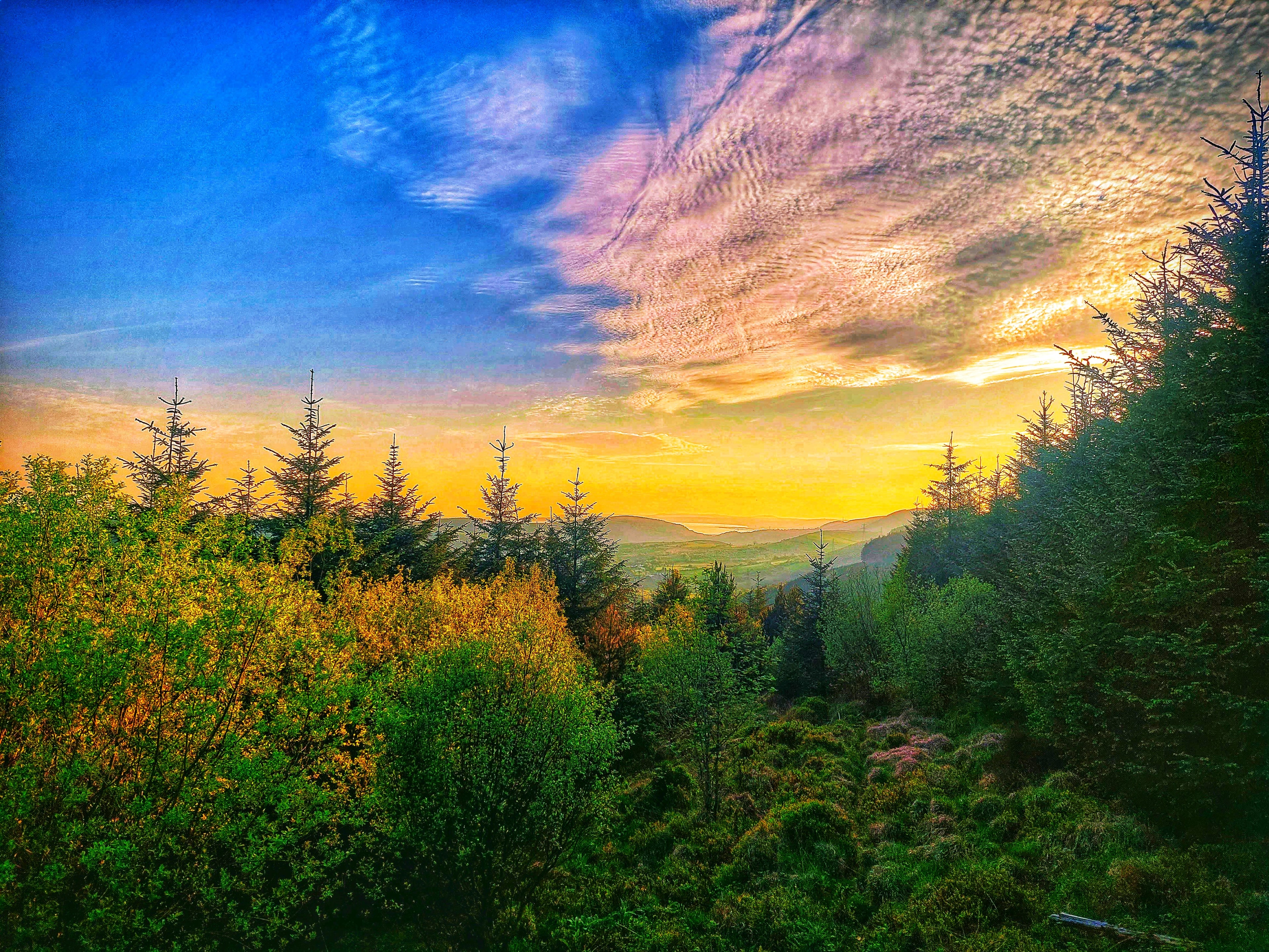 Afan Forest