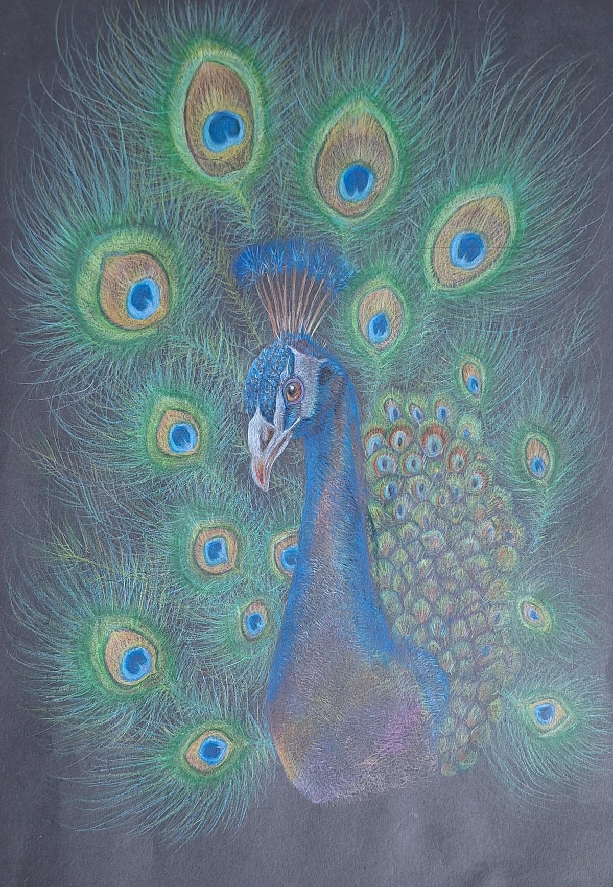 See My Peacock