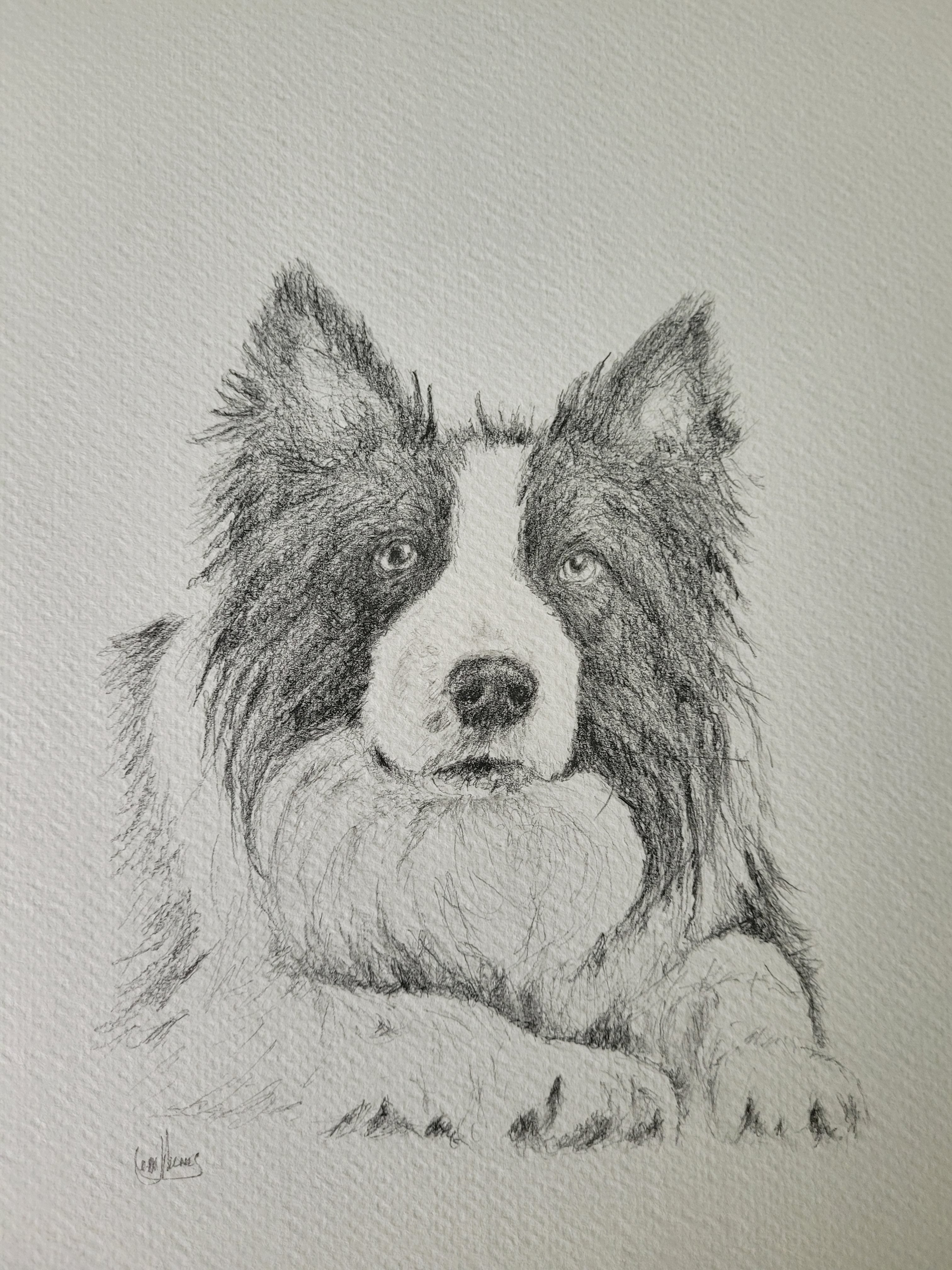 Border Collie