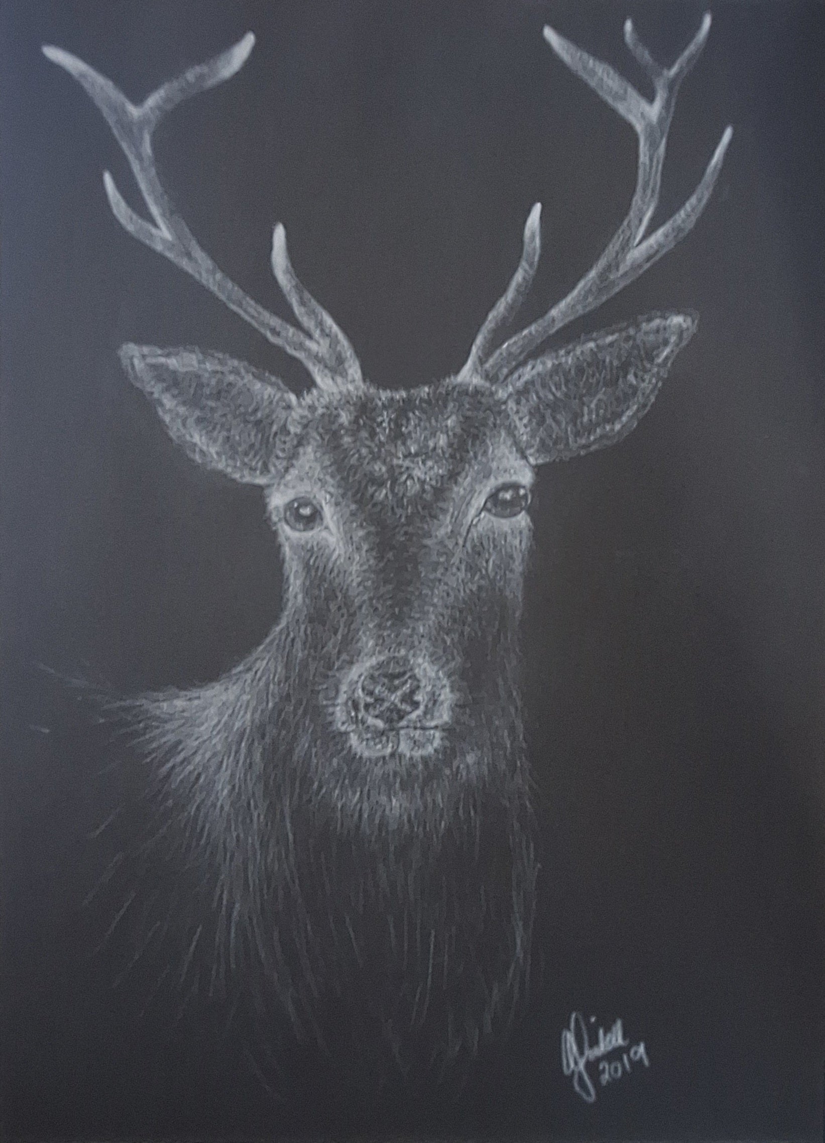 Stag Head In The Dark