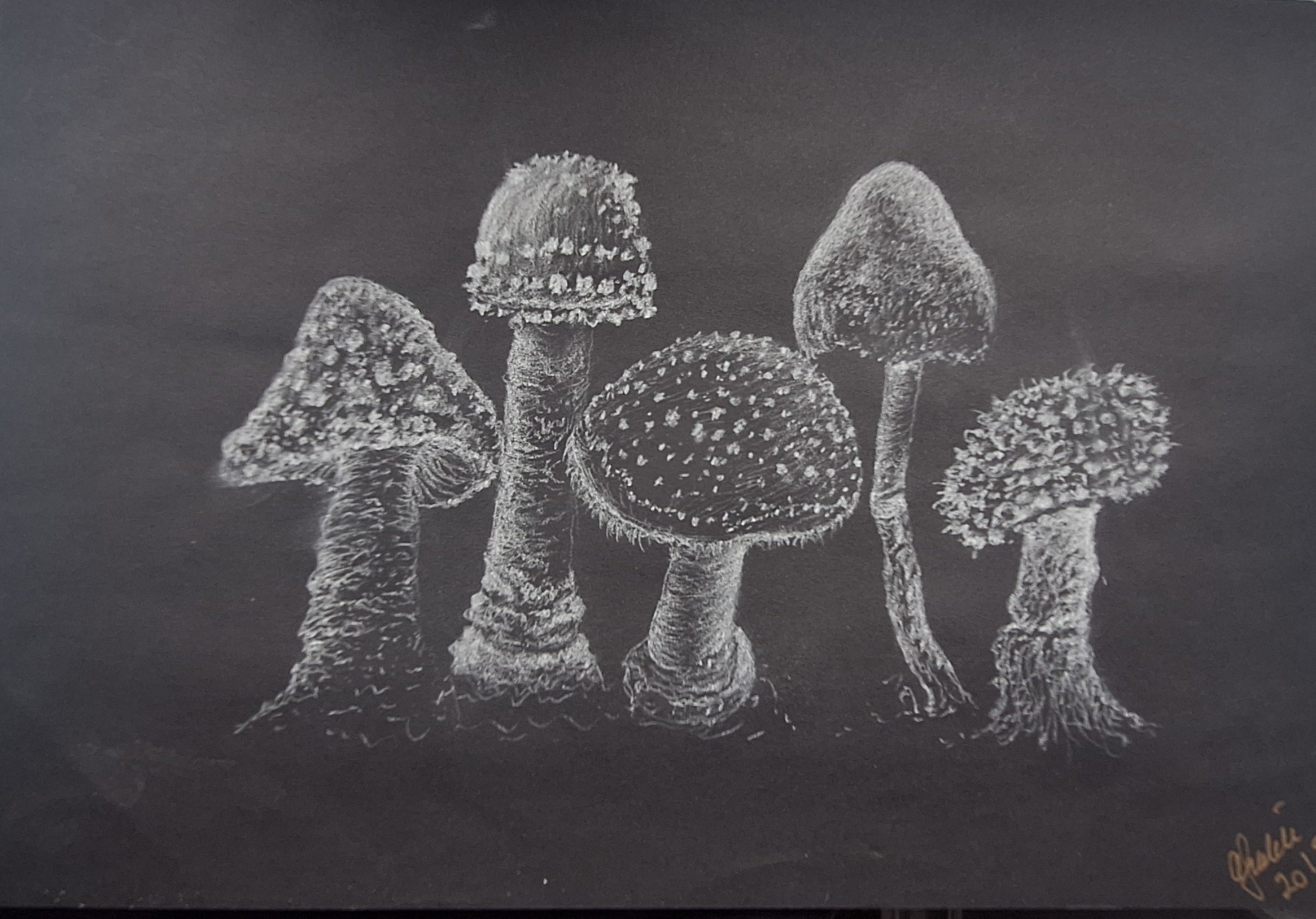 Wild Mushrooms