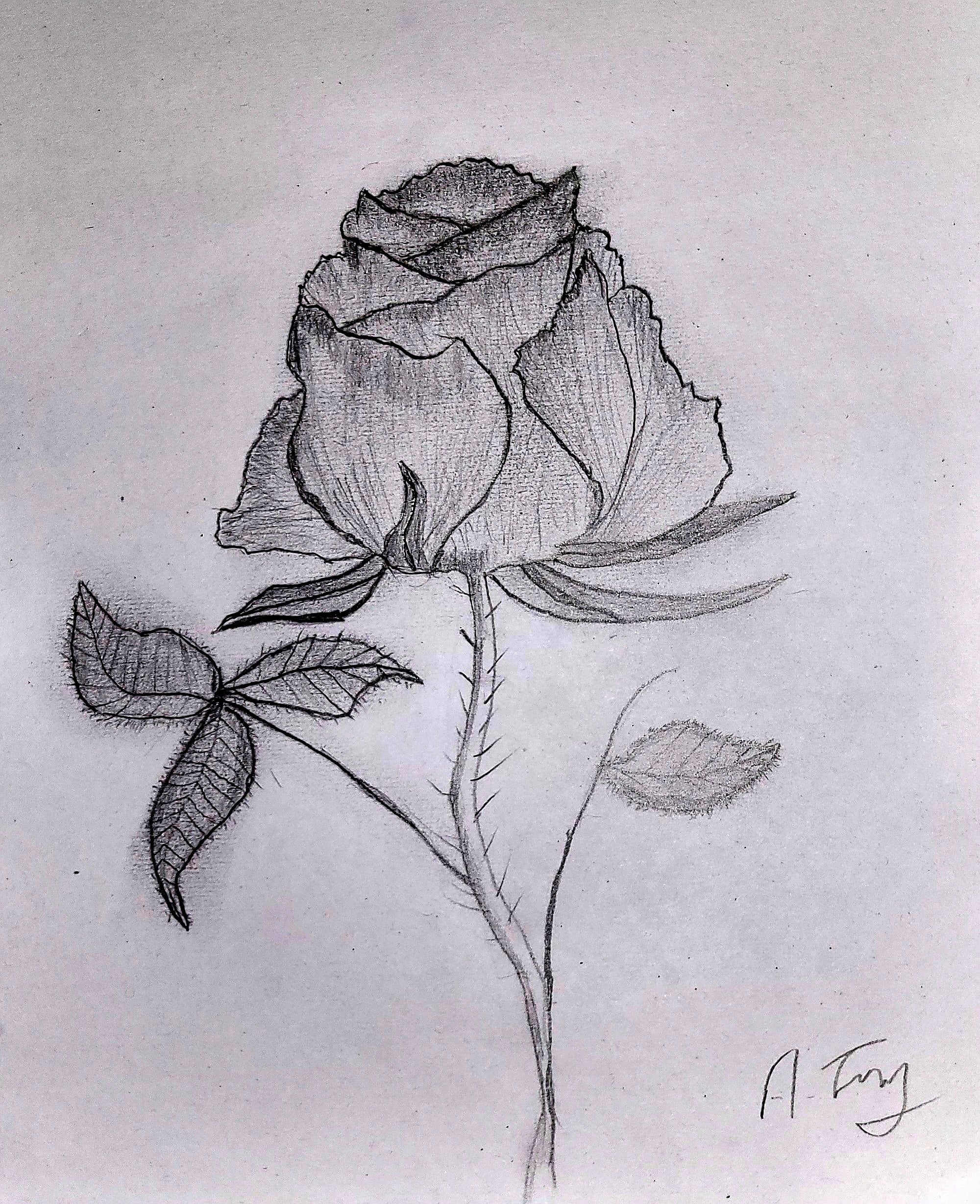 Rosebud