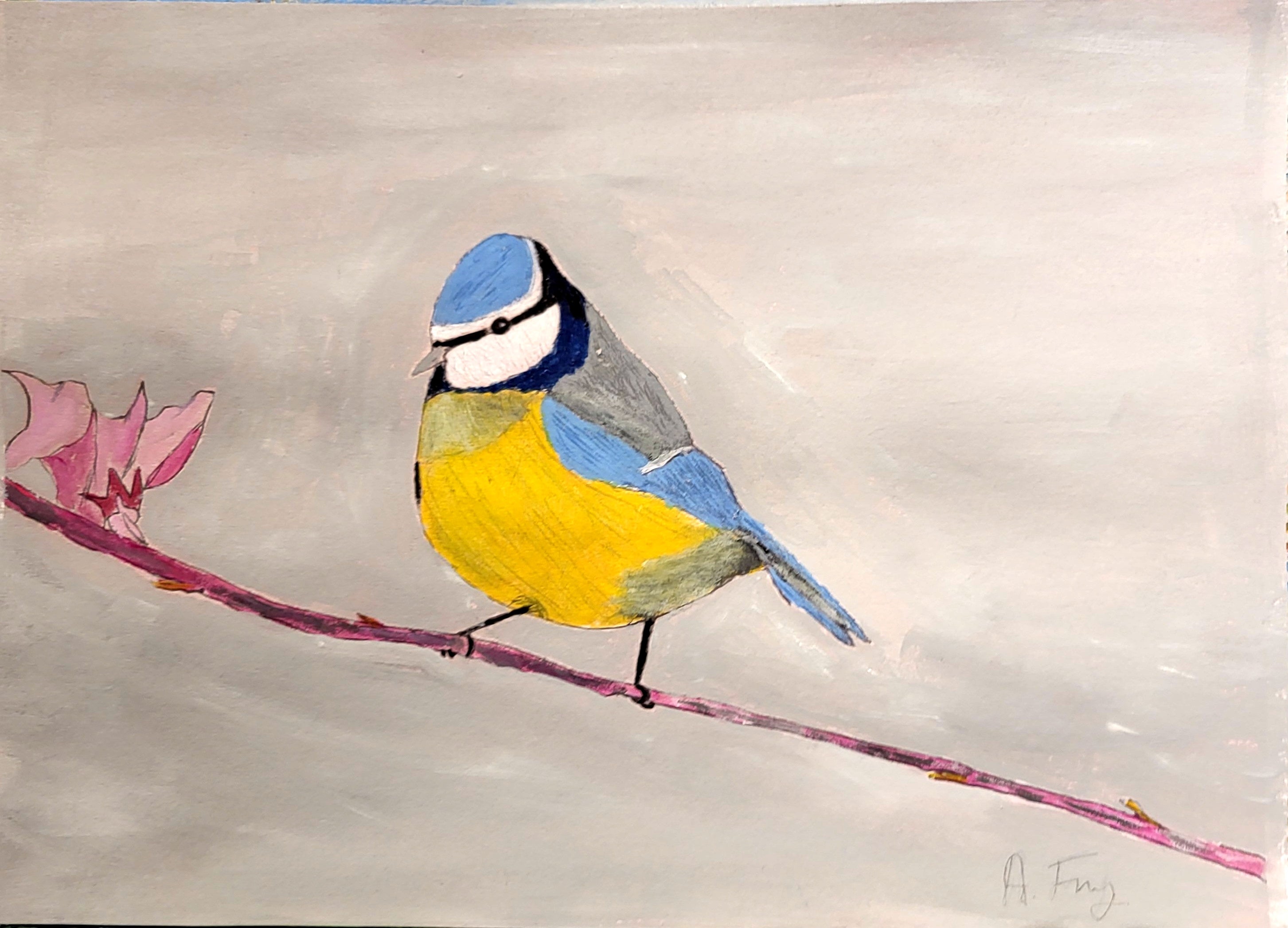 Eurasian Blue Tit