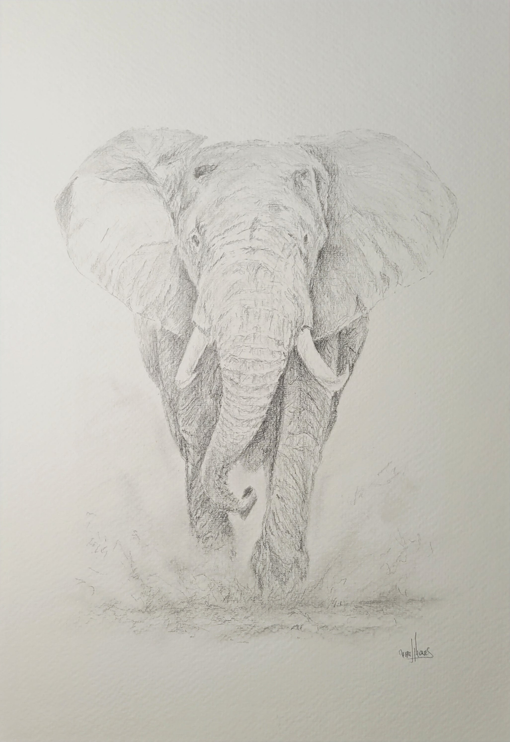 African Elephant