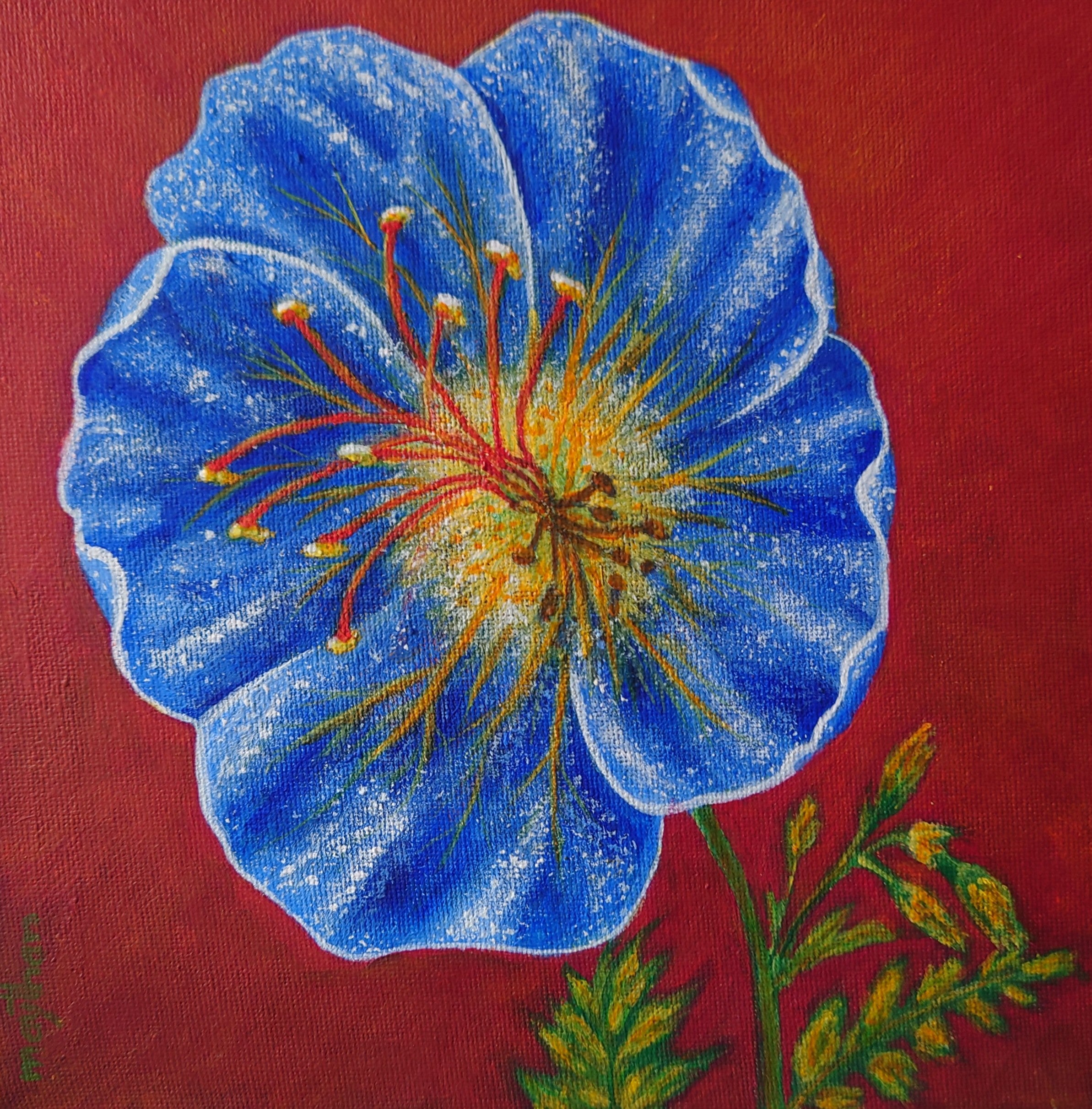 Blue geranium