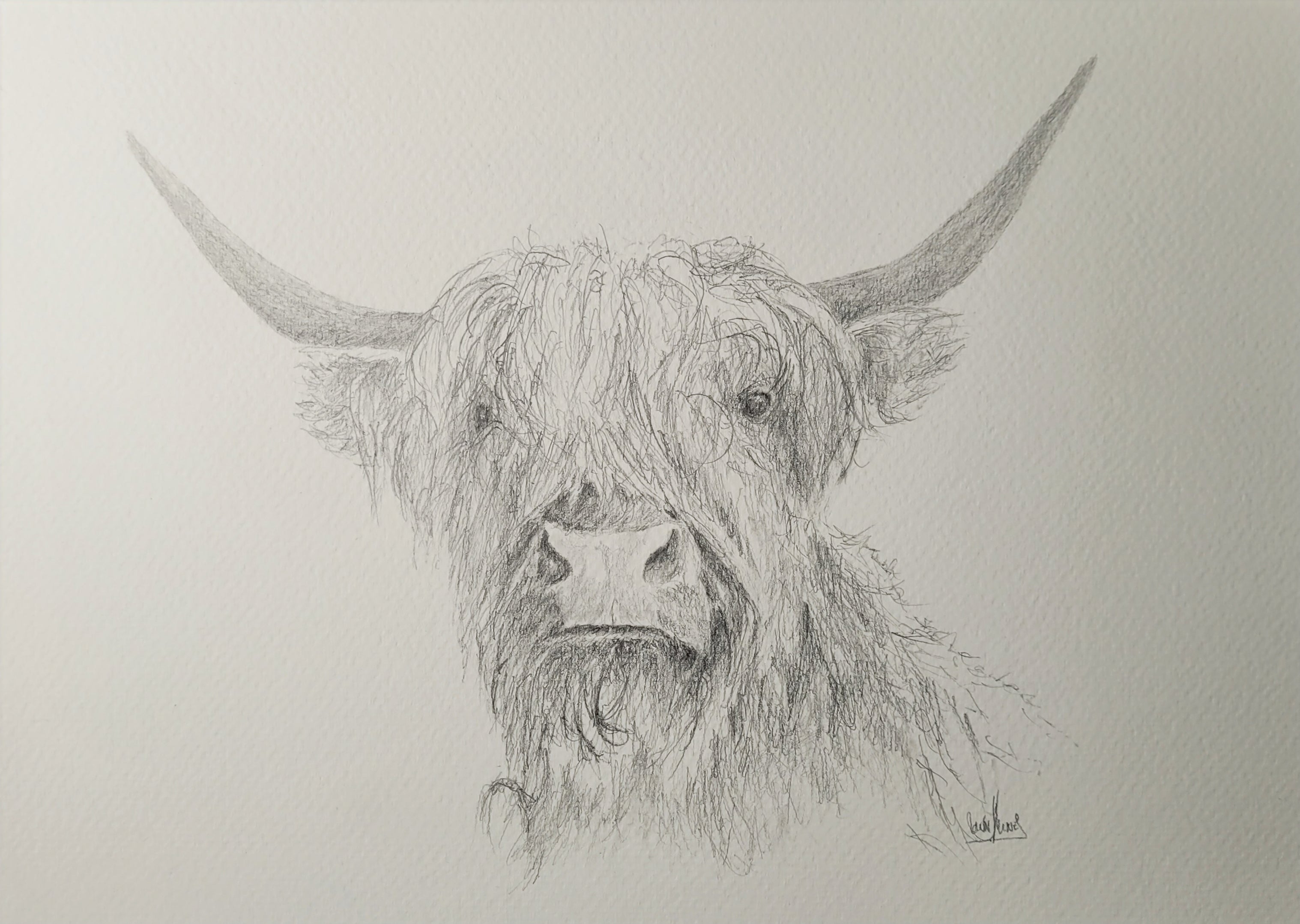Highland Cow