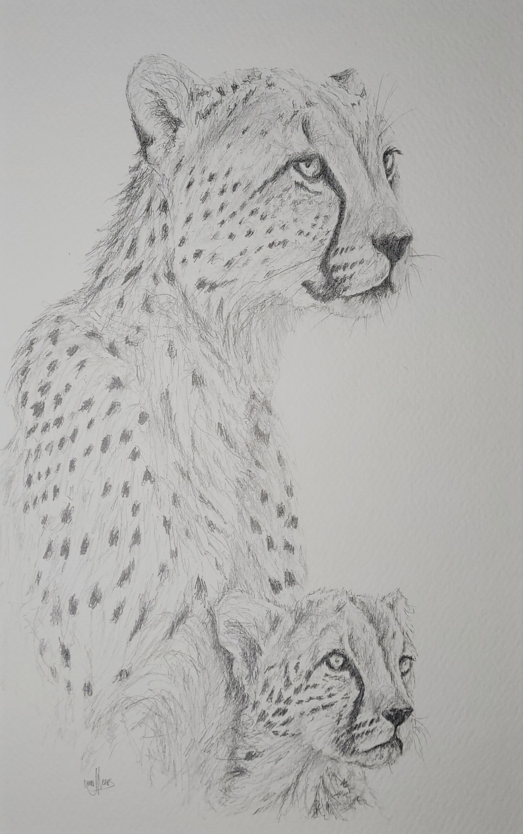 Cheetah and Cub