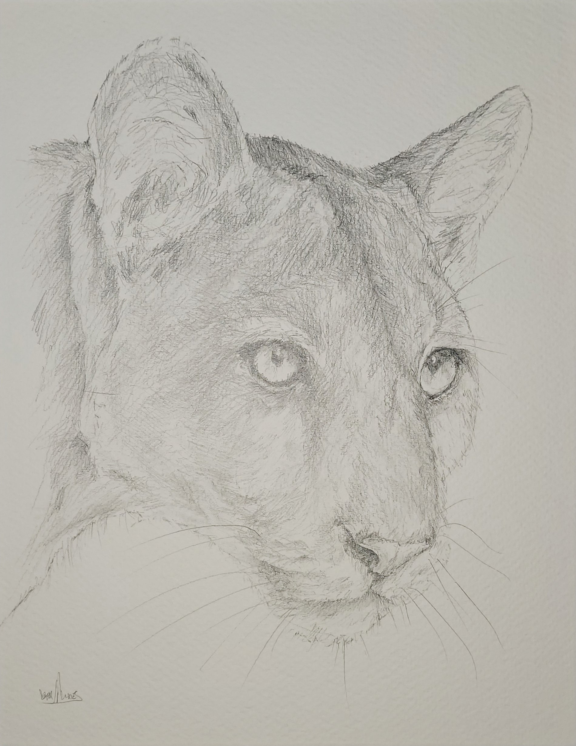 Mountain Lion
