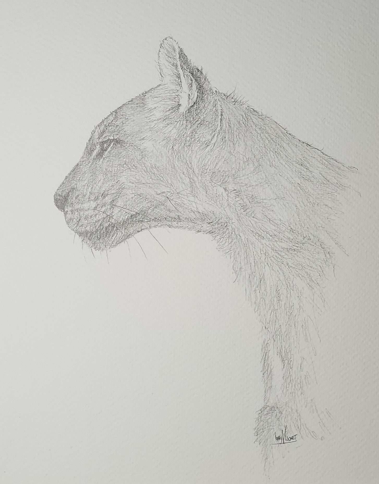 Mountain Lion