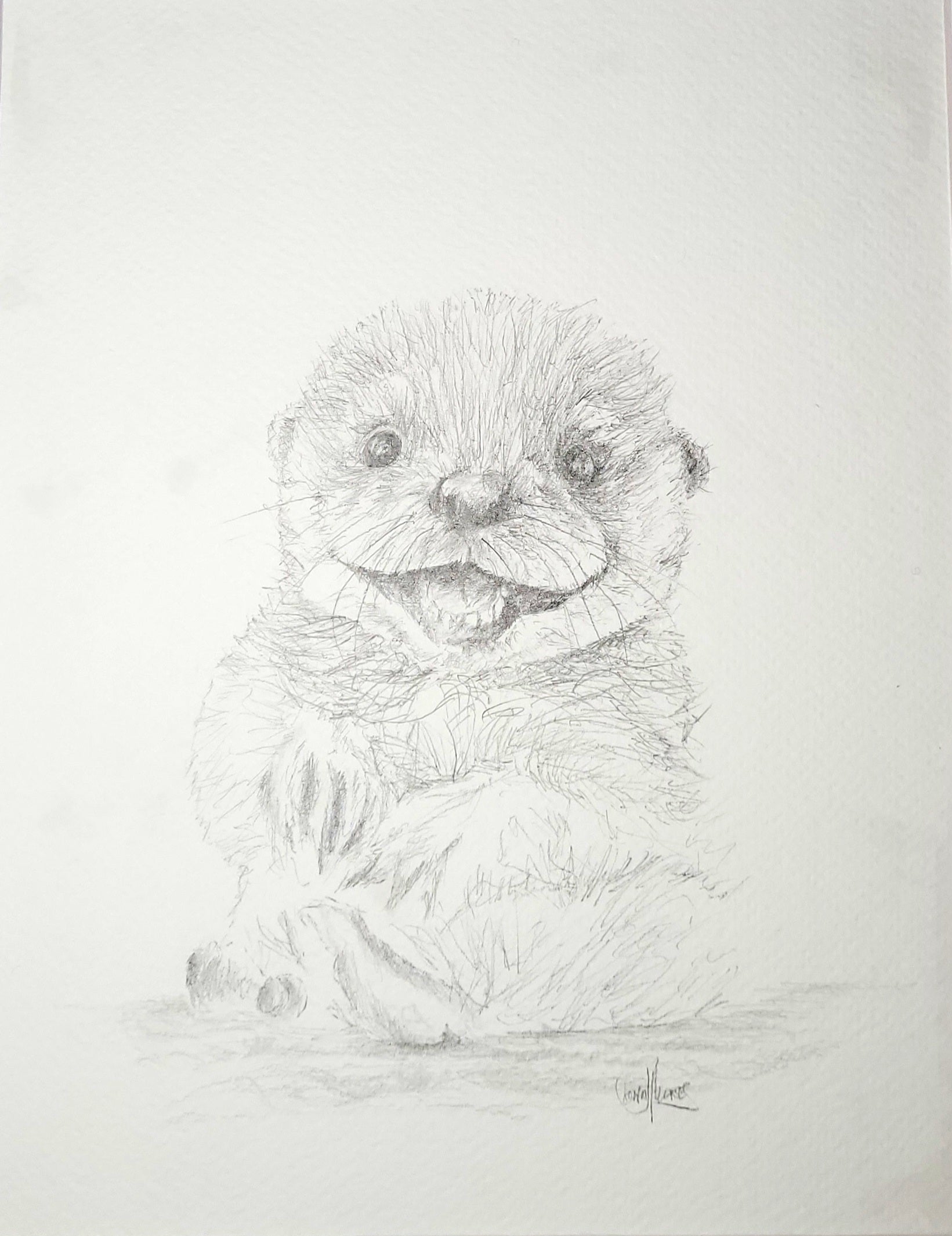 Otter