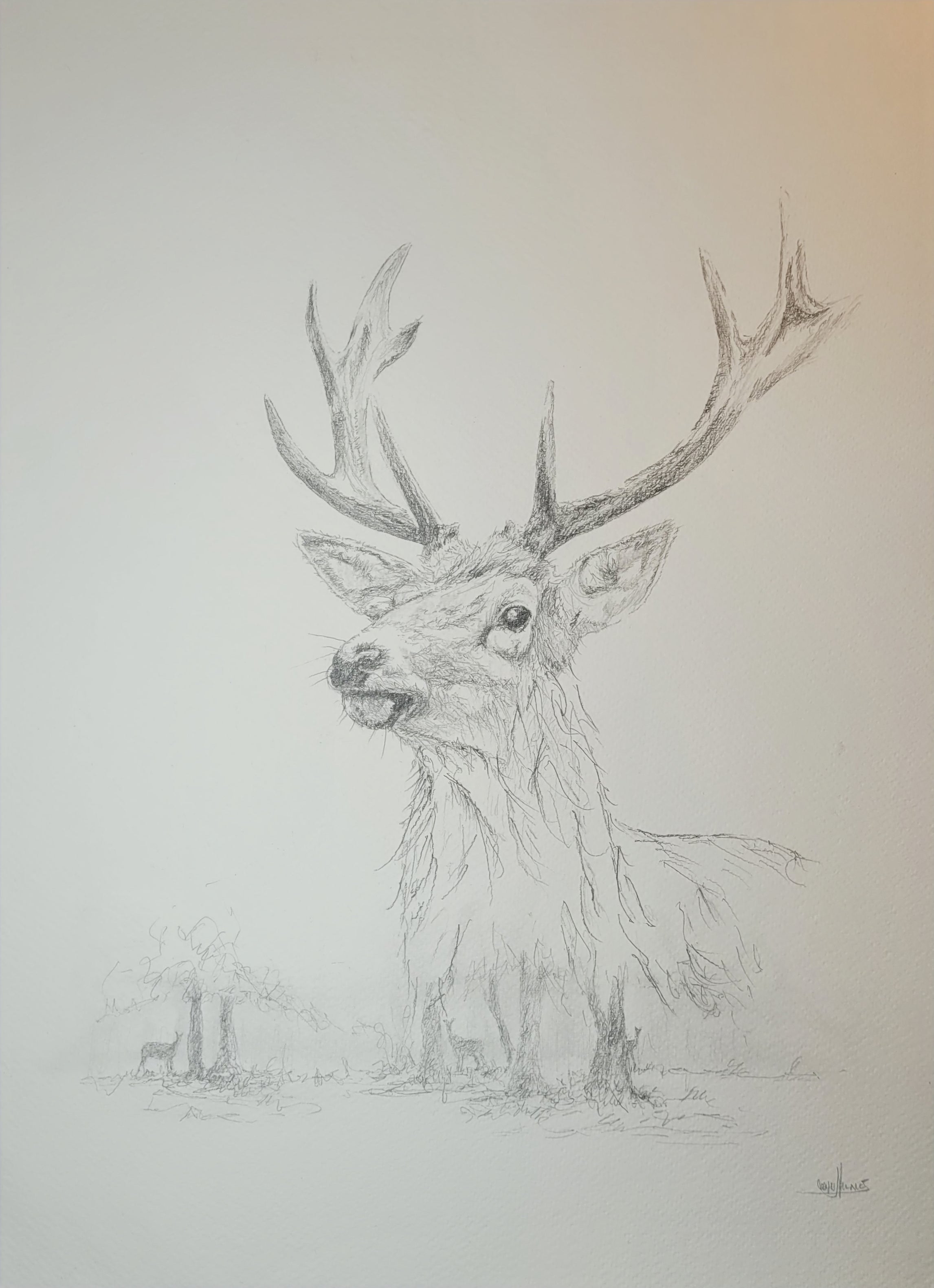 Stag Deer