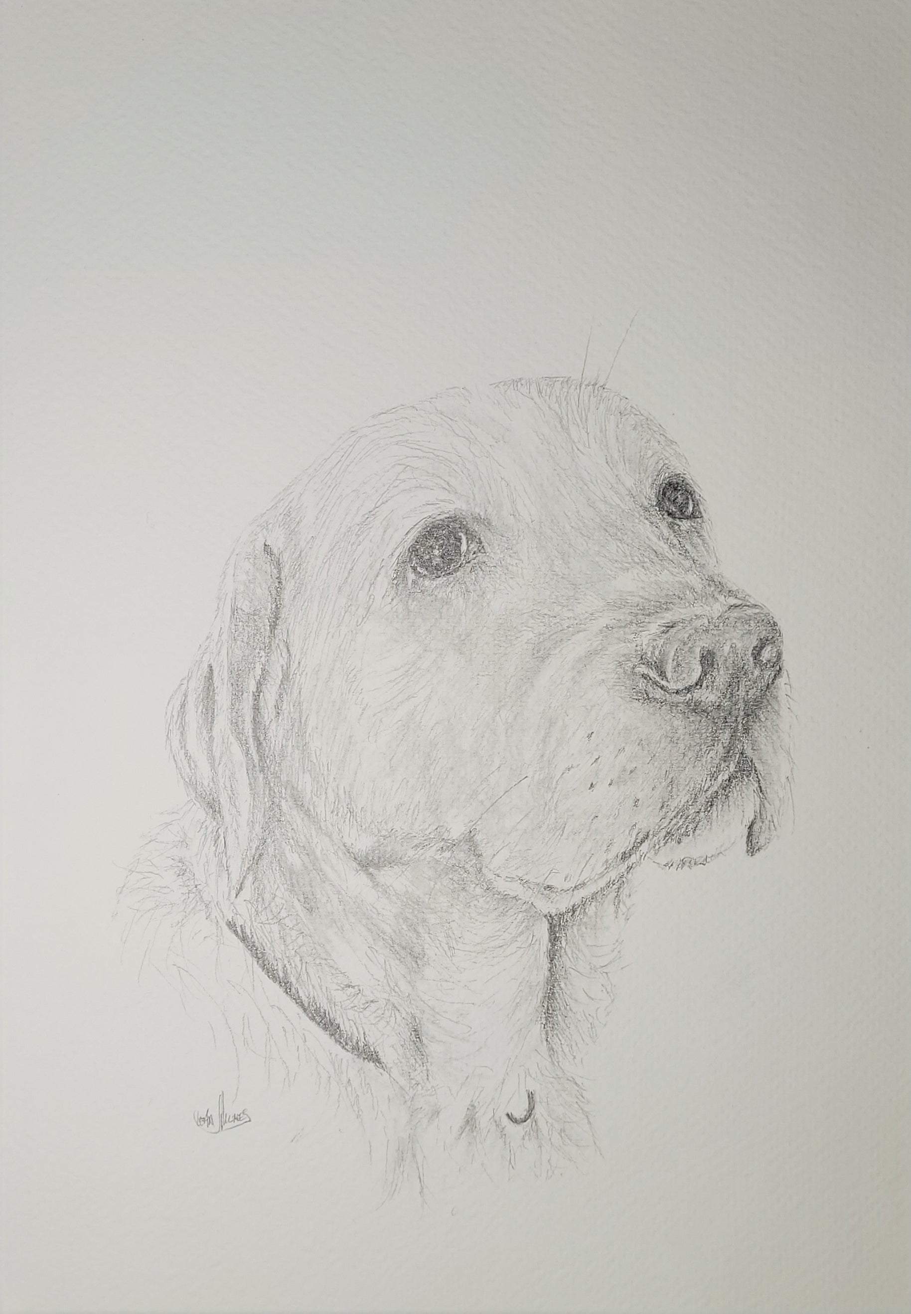 Golden Labrador Retriever