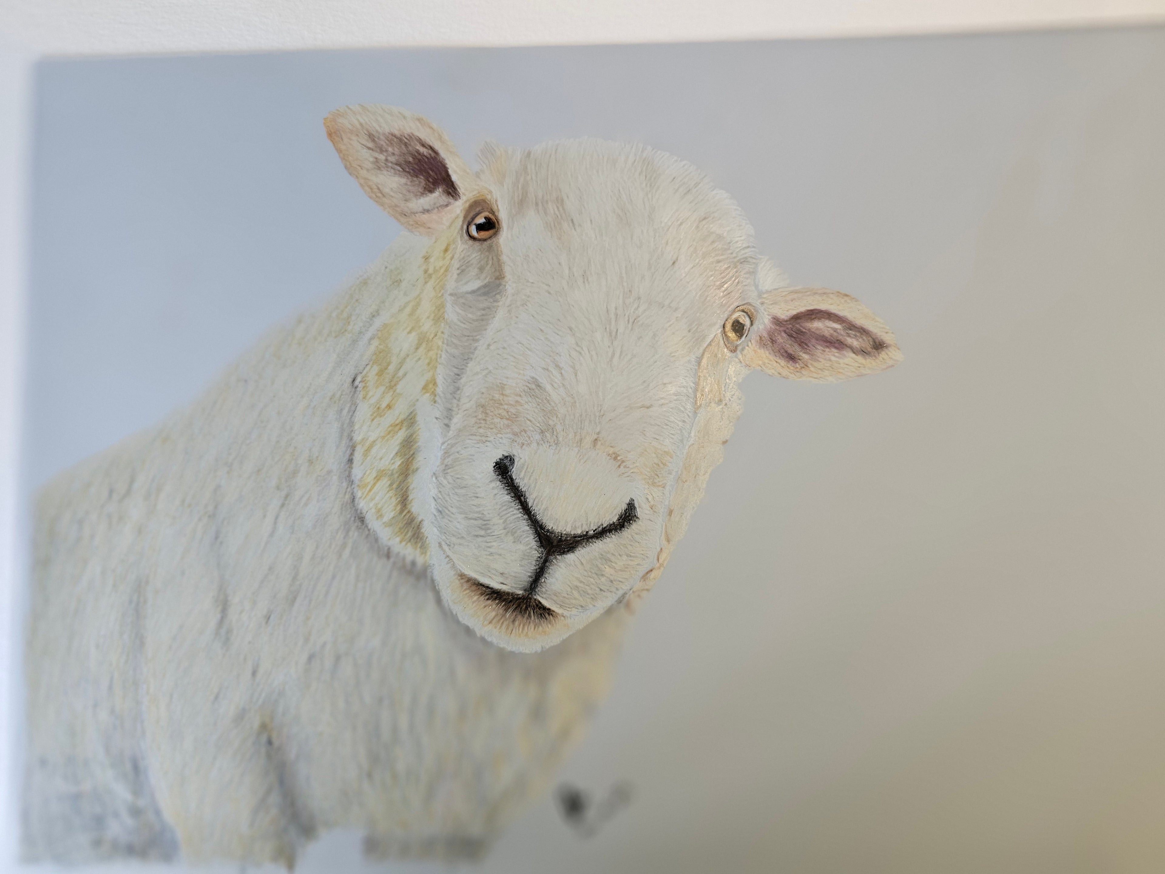 Curious Sheep