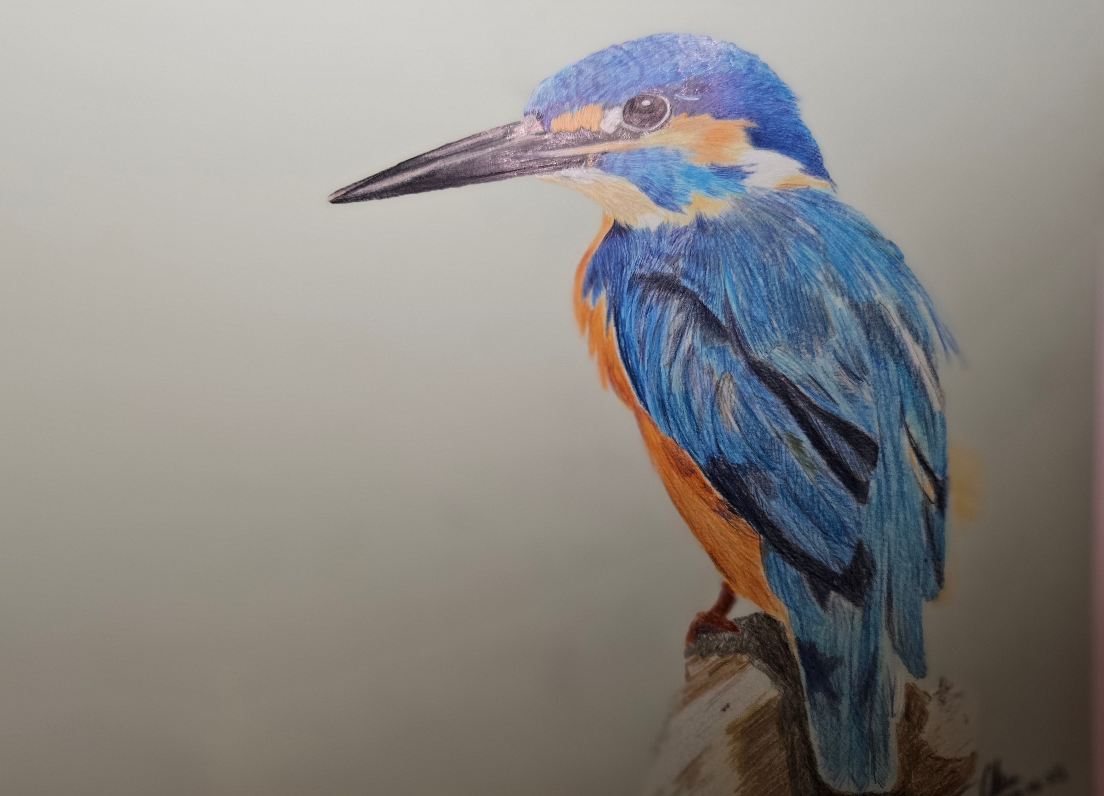 Kingfisher