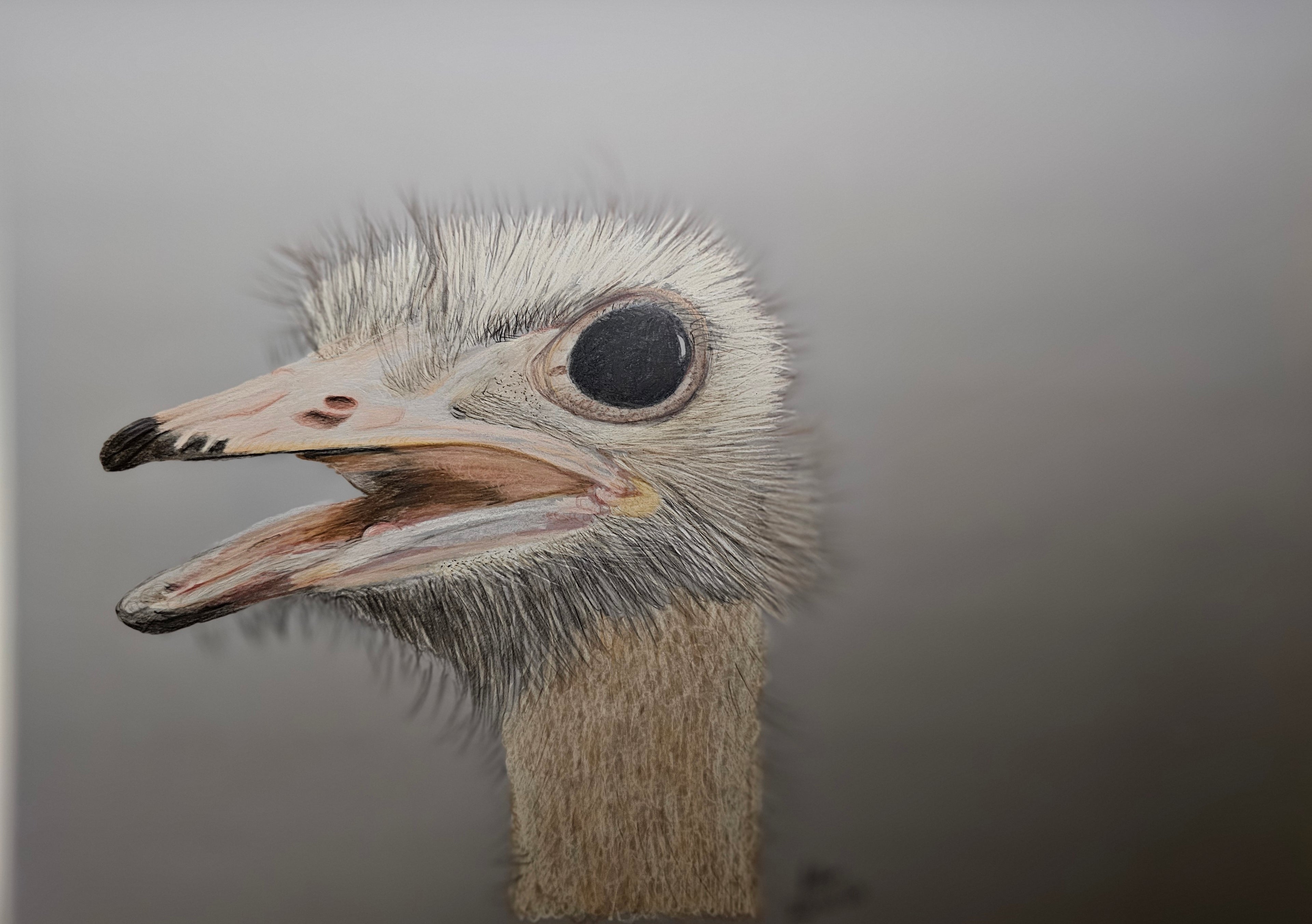 Mr Emu
