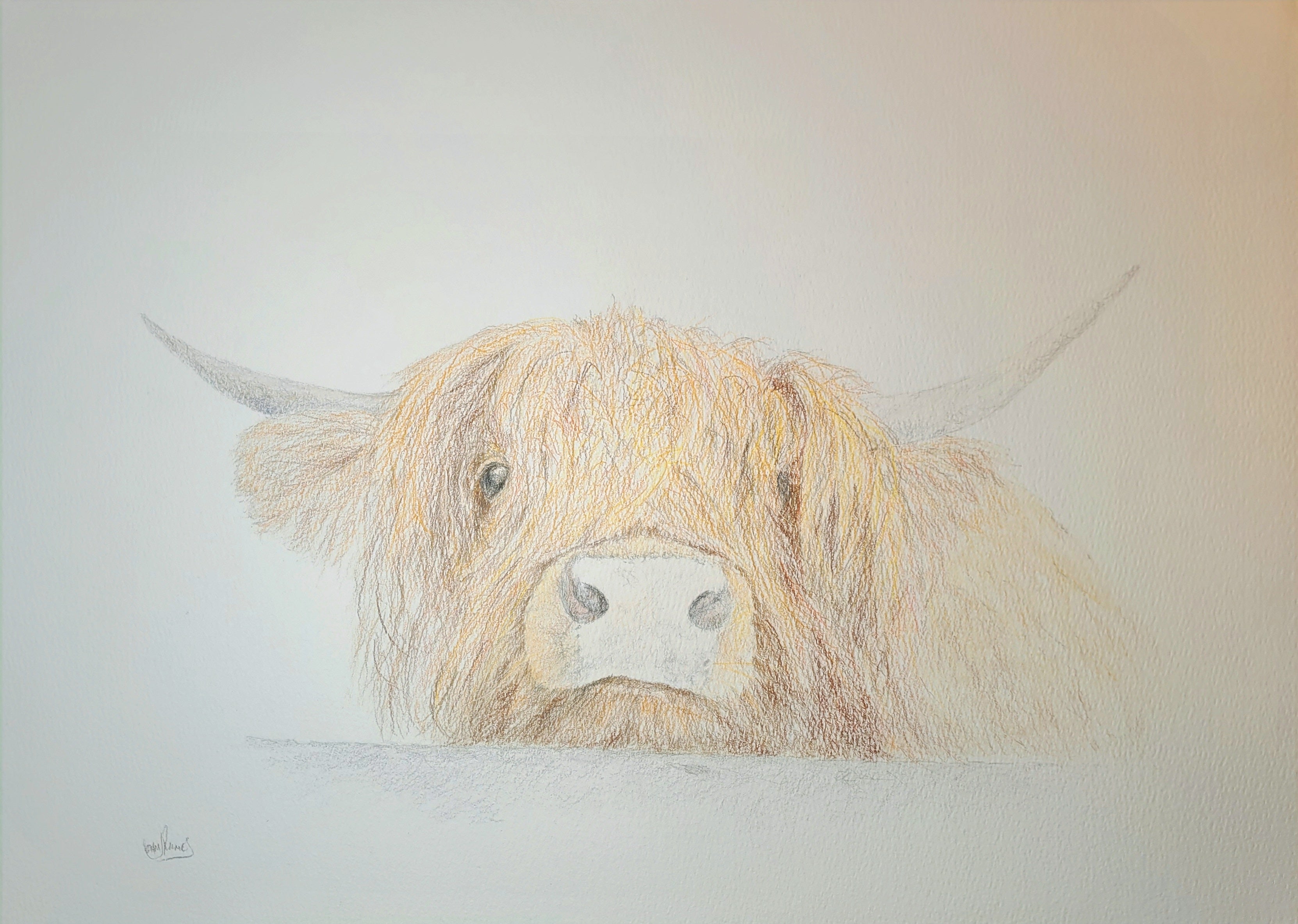 Curious Highland Cow looking over fence