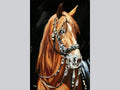 Brown horse in harness