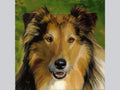 Miniature "Collie"