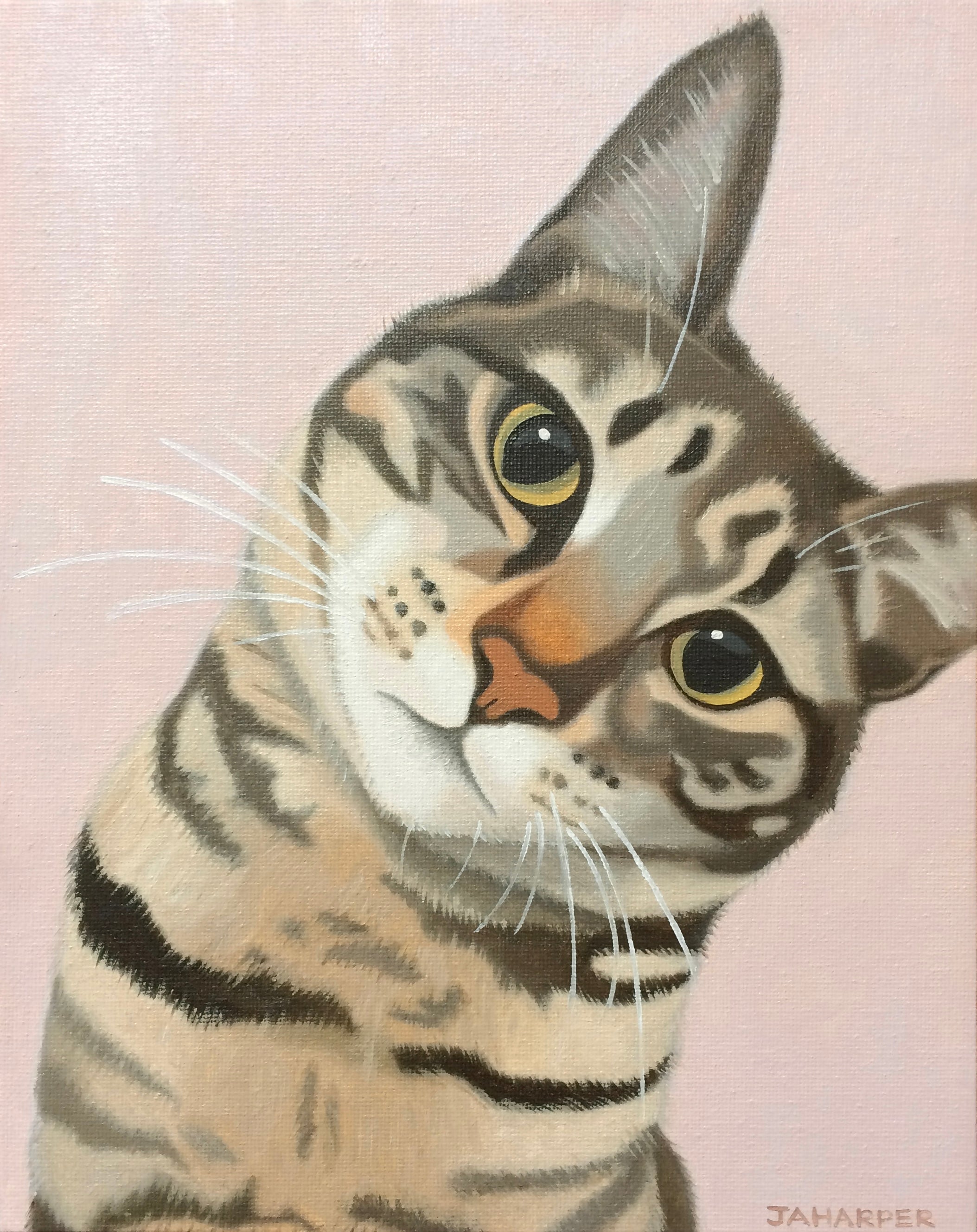 Doolally Cat