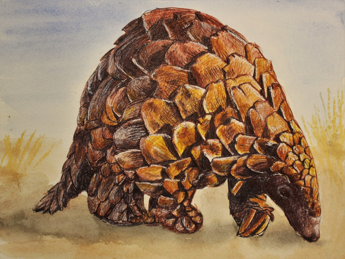 Pangolin ballpoint pen drawing